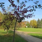 Gästehaus Roggenbuck - Potsdam Marquardt - Zierapfelbaum am Parkweg