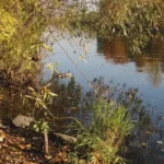 Gästehaus Roggenbuck - Potsdam Marquardt - Uferbereich an kleinem See/Fluss