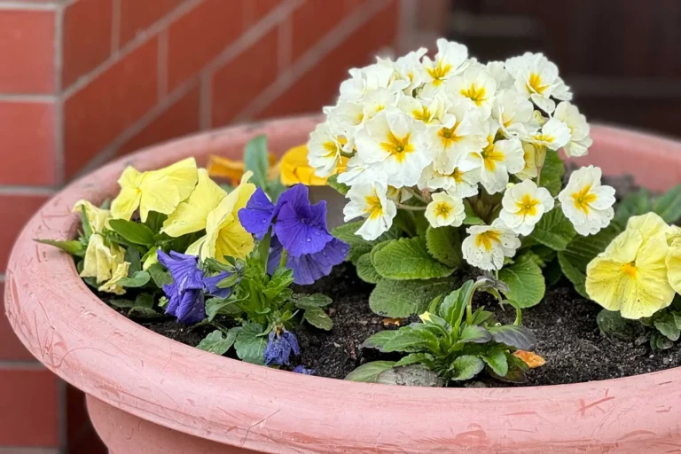 Gästehaus Roggenbuck - bunt bepflanzter Blumentopf vorm Eingangsbereich